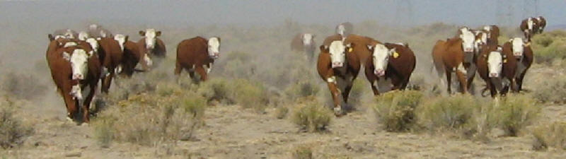 Poplars Ranch